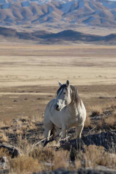 egy gyönyörű vad ló télen Utah államban - Fotó, kép