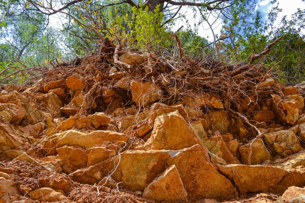 Texture du rocher. De grandes roches exfolient de la roche. Les racines de l'arbre pendent
 - Photo, image