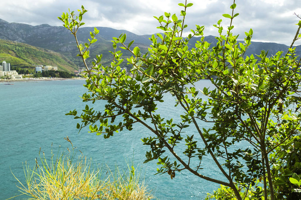 Το παραθαλάσσιο φυτό με χονδροειδή πυκνά φύλλα μεγαλώνει στο βουνό πάνω από τη θάλασσα. Μαυροβούνιο. Η Ριβιέρα Μπούντβα - Φωτογραφία, εικόνα