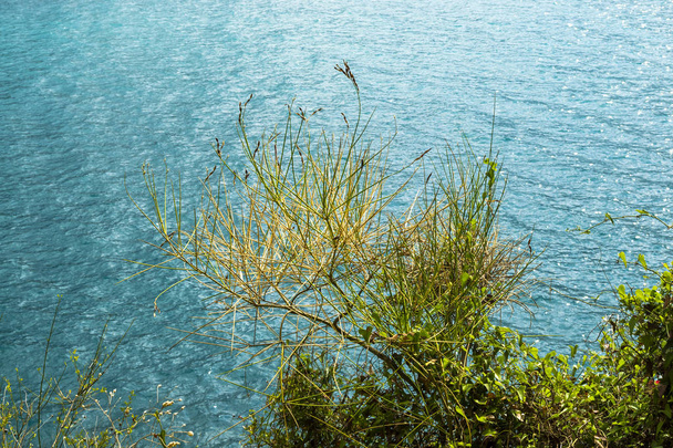 A coastal plant with thin branches grows on a mountain above the sea. Montenegro. The Budva Riviera - Valokuva, kuva
