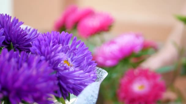 Blumenhände machen Strauß mit Michelmas Gänseblümchen oder Aster - Filmmaterial, Video