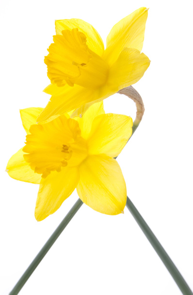 Par de Daffodils
 - Foto, Imagem
