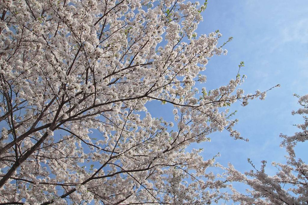 άνθος κερασιάς και γαλάζιος ουρανός στο Kakunodate, Ακίτα, Ιαπωνία (1 Μαΐου 2012) - Φωτογραφία, εικόνα