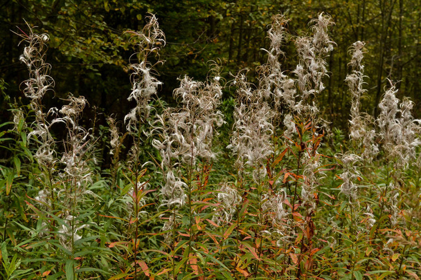 Pióro trawa w lesie - Zdjęcie, obraz