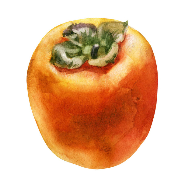Watercolor illustration. Persimmon. The fruit of the persimmon. - Fotoğraf, Görsel