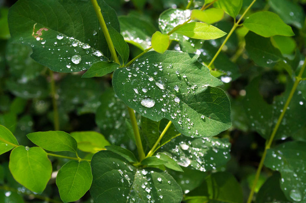 Πράσινα φύλλα με σταγόνες νερού μετά τη βροχή. Δροσιά στα φύλλα - Φωτογραφία, εικόνα