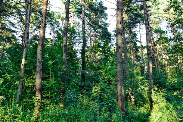Bosque denso. Un matorral impenetrable. Imagen de fondo. Rusia. Día de verano
 - Foto, imagen