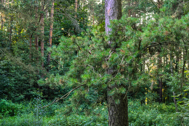 Толстый дикий лиственный лес. Непробиваемая чаща. Саммер. Россия
 - Фото, изображение
