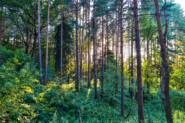 Dense coniferous forest. Sunlight between the trees. Summer. Russia - Fotoğraf, Görsel