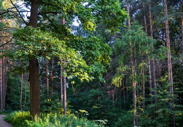 Thick wild deciduous forest. An impenetrable thicket. Summer. Russia - Photo, Image