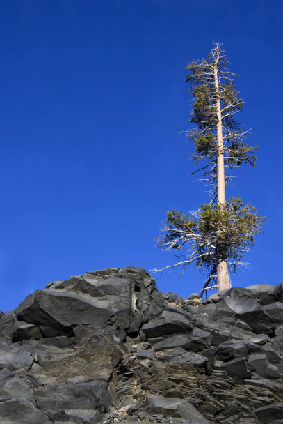 Solitary conifer snag on slate outcrop against deep blue sky.  Near McKenzie summit, Oregon. - 写真・画像