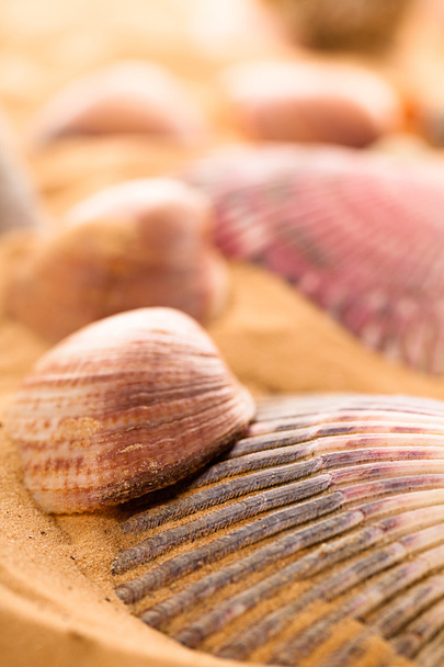 seashells on the beach - Foto, Bild