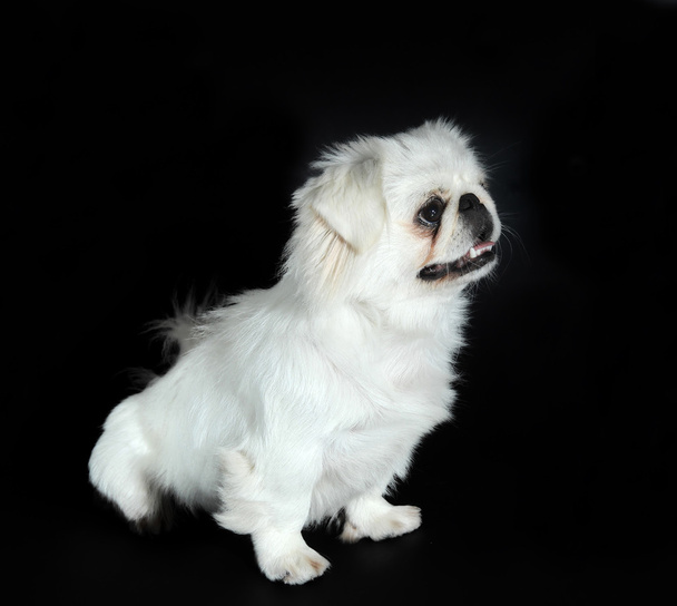 Портрет пекінської собаки
 - Фото, зображення