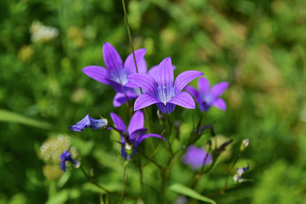 Violetti villi kukka lähikuva. Puutarhakasvit
 - Valokuva, kuva