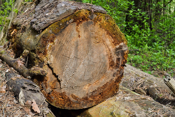 Oude logs gekapt grote bomen, vergeten in het bos - Foto, afbeelding