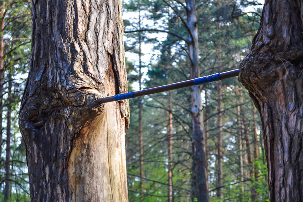 Homemade horizontal bar ingrown into the trunk of a tree - Foto, afbeelding