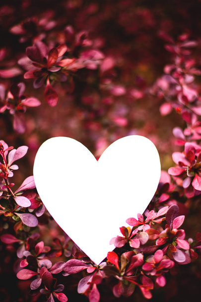 kartka w kształcie serca w gałęziach krzewu borówki czerwonej liścionej - Zdjęcie, obraz