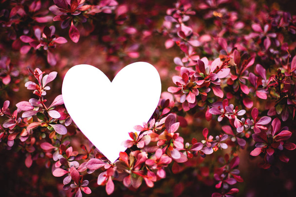 карточка в форме сердца в ветвях краснолистного куста барбариса
 - Фото, изображение