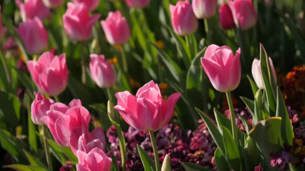 Różowe tulipany w słońcu - Materiał filmowy, wideo