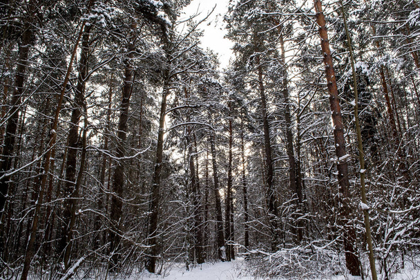 Kış ormanlarında ağaç gövdeleri - Fotoğraf, Görsel