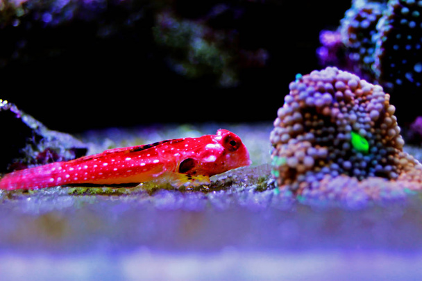 Rubinroter Drachenfisch - (synchiropus sycorax) - Foto, Bild