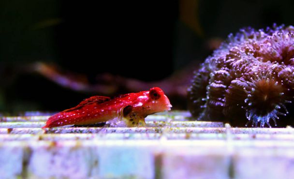 Рыба Ruby Red Dragonet - (Synchiholus sycorax)
) - Фото, изображение