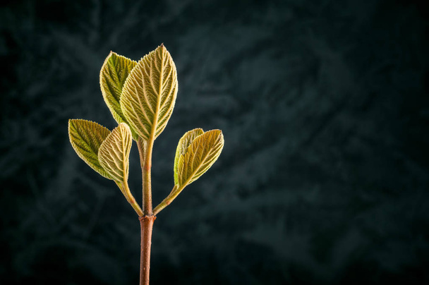 Un ramo con giovani foglie verdi. Aspetto a contrasto su sfondo scuro. Copia spazio
 - Foto, immagini