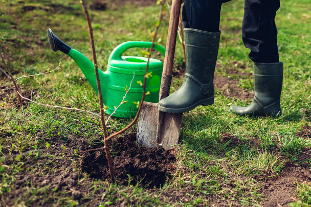 Садовник сажает дерево в весеннем саду с помощью лопаты. Фермер работает на открытом воздухе
 - Фото, изображение