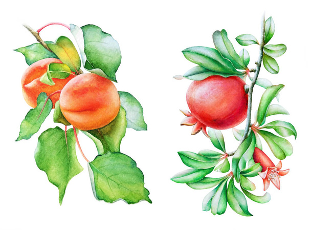 Watercolor illustration of the peach and pomegranate tree branches on white background - Foto, immagini