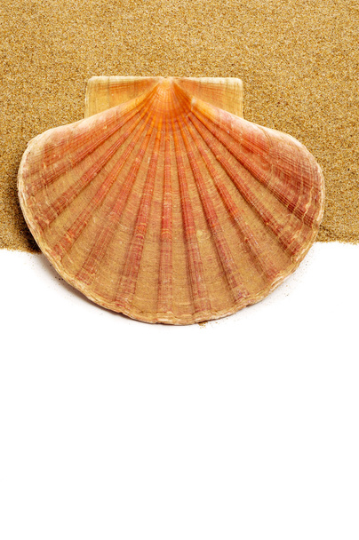 scallop shell on the sand - Фото, изображение