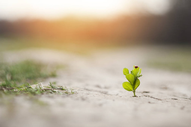 plant grows in a crack on solid ground and makes its way up in the sunlight with a ladybird. The concept is life, the power of aspiration - Fotografie, Obrázek