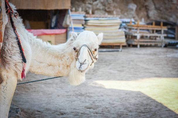 Beautiful camel on nature near the sea egypt background - Valokuva, kuva
