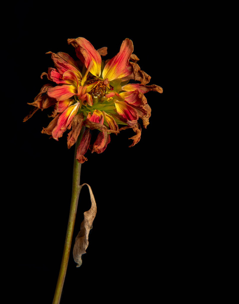Umierający Dalia żółty kwiat - Zdjęcie, obraz