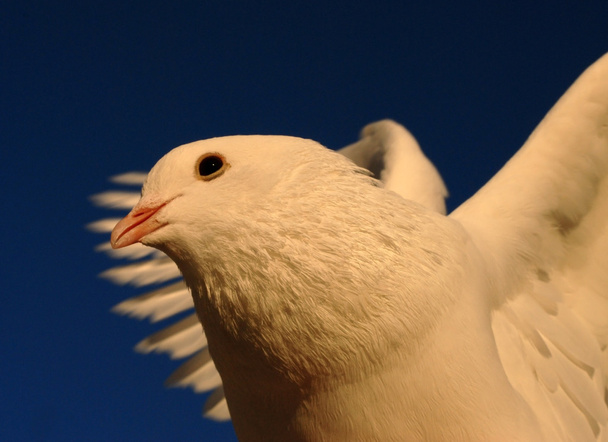 Dove in flight - Photo, Image
