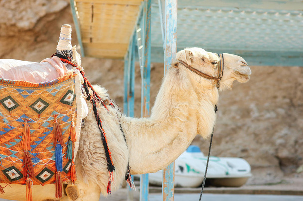 Deniz kenarında, Mısır arka planında güzel bir deve. - Fotoğraf, Görsel