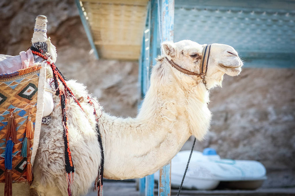 Beautiful camel on nature near the sea egypt background - Photo, image