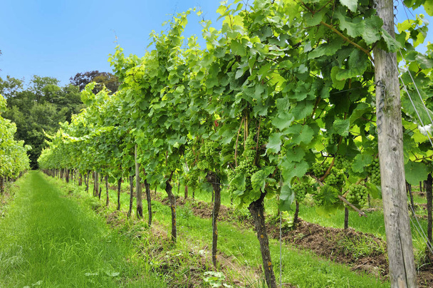 Vineyard in the heart of the small town in Germany - Foto, Bild