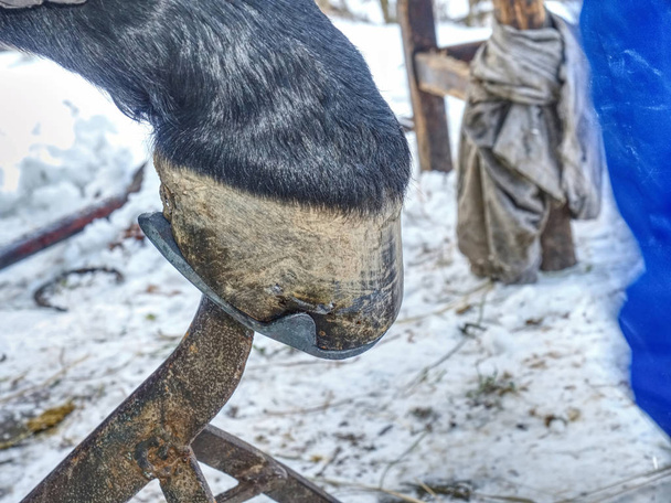 Smid knippen van lange stekelige uiteinden van staal nagel in paard hoof  - Foto, afbeelding