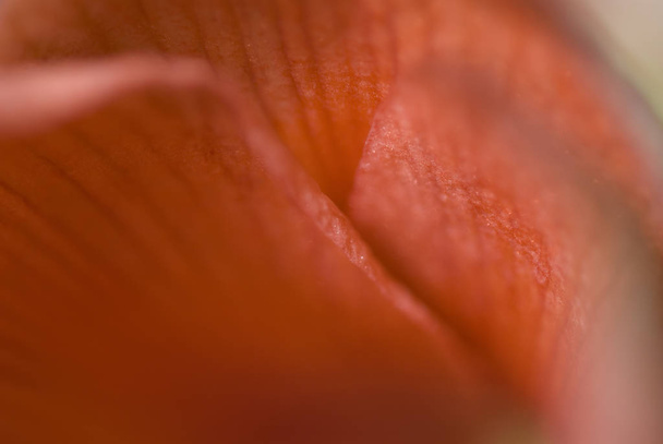 close up of blooming Flower - Foto, afbeelding