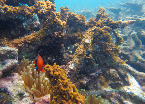 ペルヘンティアン諸島のサンゴ礁の漂白,マレーシア,2018.  - 写真・画像