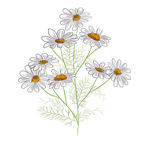 Chamomiles isolated on white background. Daisy flower drawing. Vector hand drawn floral bouquet. Wild botanical garden bloom. - Διάνυσμα, εικόνα