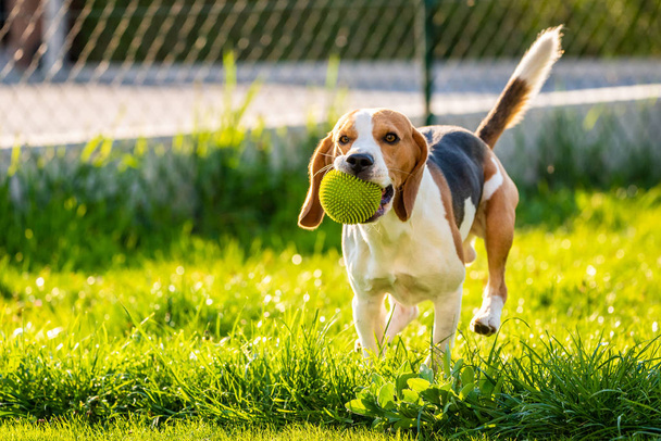 Σκύλος λαγωνικό με μια μπάλα σε ένα καταπράσινο λιβάδι κατά τη διάρκεια της άνοιξης, το καλοκαίρι τρέχει προς την κάμερα με μπάλα - Φωτογραφία, εικόνα
