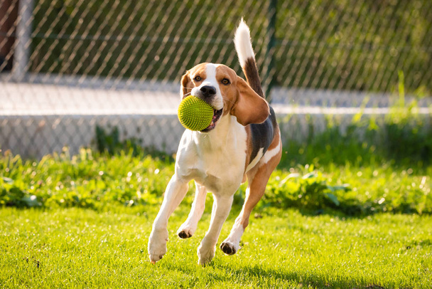 Σκύλος λαγωνικό με μια μπάλα σε ένα καταπράσινο λιβάδι κατά τη διάρκεια της άνοιξης, το καλοκαίρι τρέχει προς την κάμερα με μπάλα - Φωτογραφία, εικόνα