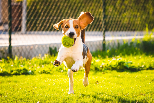 Cão beagle com uma bola em um prado verde durante a primavera, o verão corre em direção à câmera com bola
 - Foto, Imagem