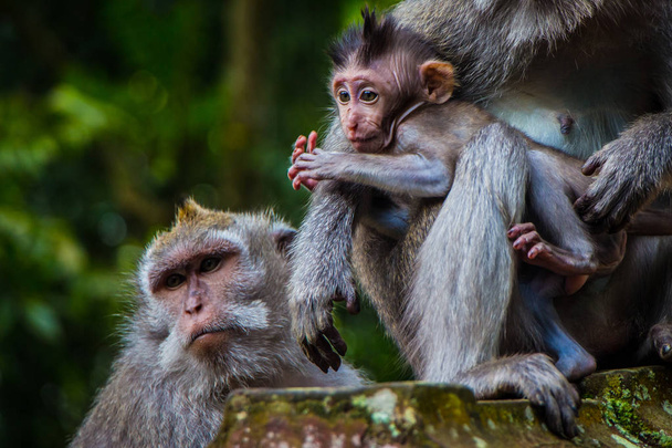Un neonato scimmia coccole mamma per il calore
 - Foto, immagini