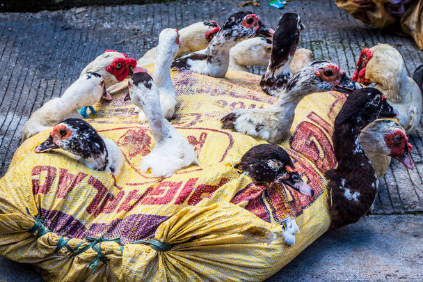 Kippen op een Indonesische markt - Foto, afbeelding