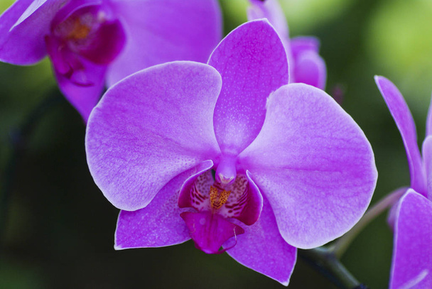 Beautiful purple orchid - phalaenopsis - Foto, Imagen