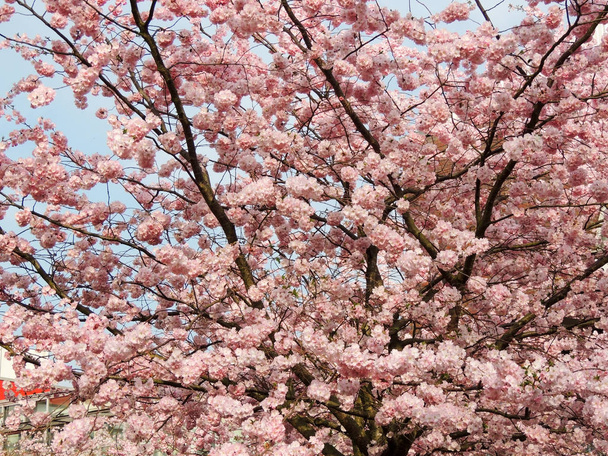  Japanese cherry, Prunus serrulata, during flowering - Foto, Imagem