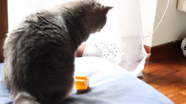 Cat observa los movimientos
 - Metraje, vídeo