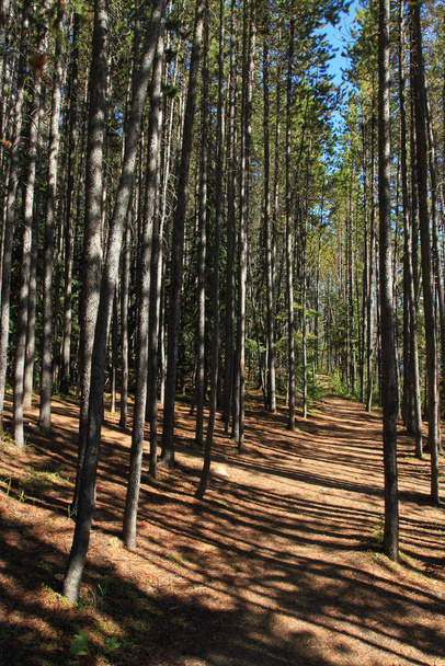 A walking path through a grove of pine trees - Фото, изображение